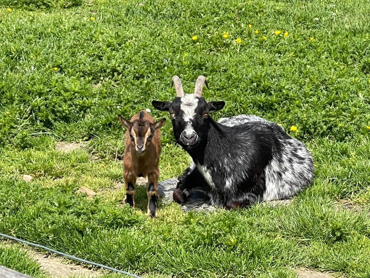 Parel Van Bever - Perle De Bievene Zewnętrze zdjęcie